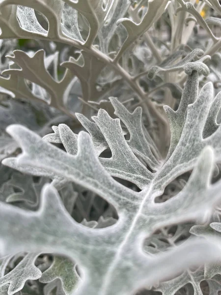 一个垂直拍摄的银花叶为背景 — 图库照片