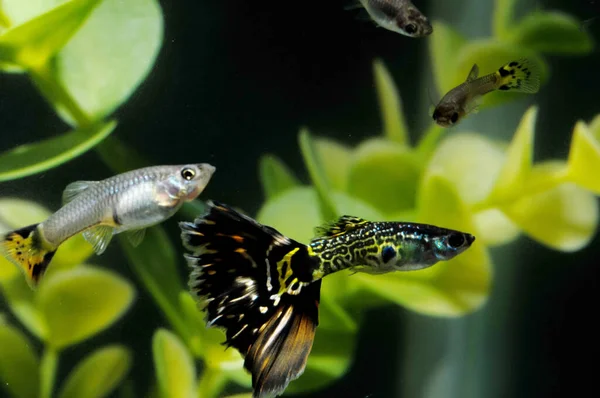 Guppy Multi Kolorowe Ryby Tropikalnym Akwarium — Zdjęcie stockowe