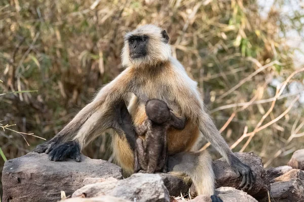 Grå Langurer Mor Med Bebis Apa Indien Madhya Pradesh — Stockfoto