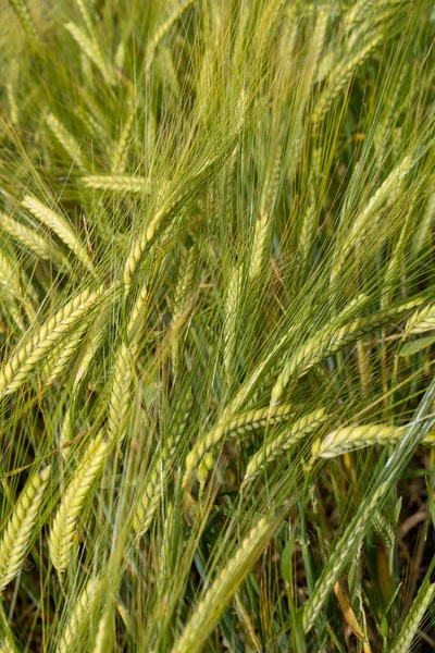 View Field Ripening Wheat Crop Northumberland — Stock Photo, Image