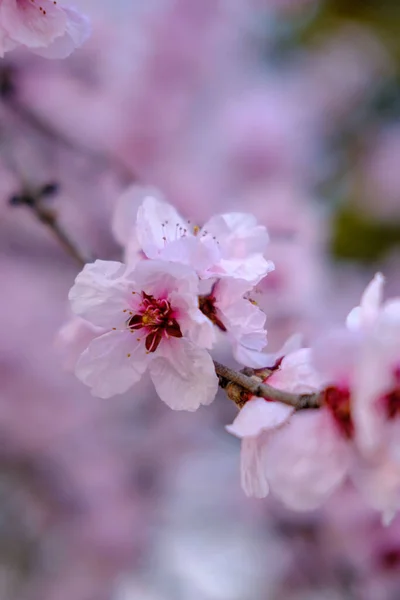 Eine Flache Aufnahme Rosa Blüten Auf Einem Sakura Baum Frühling — Stockfoto