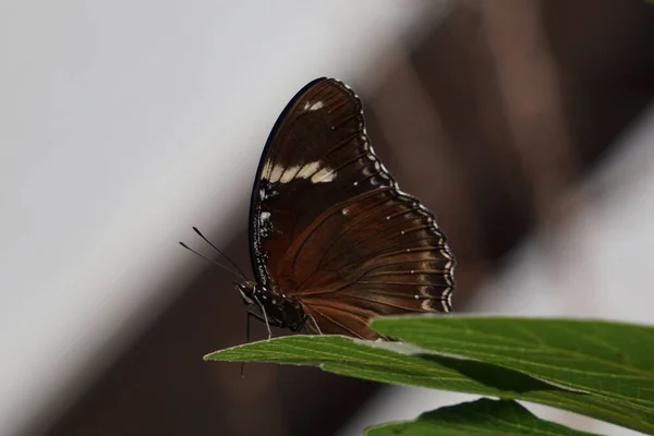 Close Great Eggfly Fundo Embaçado — Fotografia de Stock