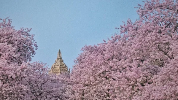 Eine Schöne Landschaft Eines Blühenden Lila Baumes Einem Park — Stockfoto