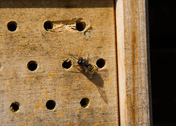 Det Vilda Biet Osmia Bicornis Insektshotellet Stänger Boet — Stockfoto