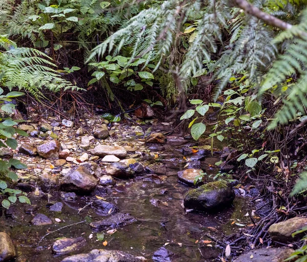 Belle Forêt Knysna Située Sur Route Des Jardins Afrique Sud — Photo