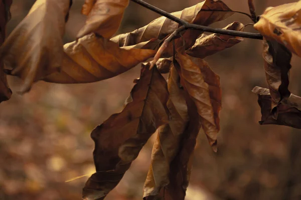 Closeup Shot Dried Autumn Leaves Blurry Background — Stock Photo, Image