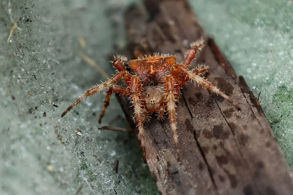 Nahaufnahme Einer Spinne Auf Einem Stück Holz — Stockfoto