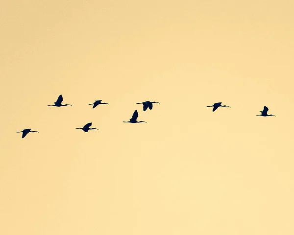 Uma Silhueta Rebanho Pássaros Voo — Fotografia de Stock
