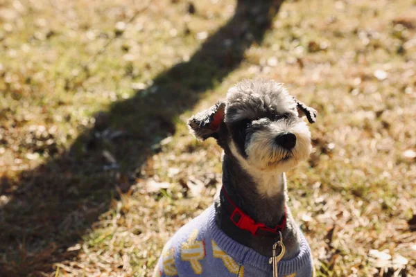 Tiro Close Schnauzer Miniatura Com Colarinho Roupas — Fotografia de Stock