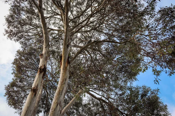 Lever Les Yeux Vers Les Eucalyptus Contre Ciel Hivernal — Photo