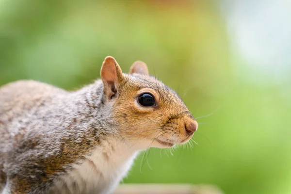 Closeup Cute Carolina Squirrel Sitting Feeder Outdoors Park Blurred Background — Stock Photo, Image