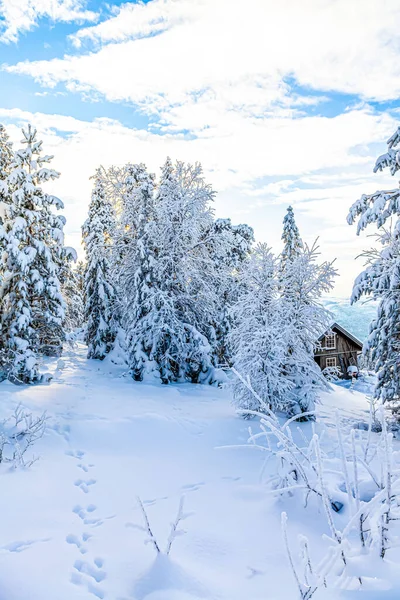 冬天被云杉环绕的舒适小木屋的一张垂直的照片 — 图库照片