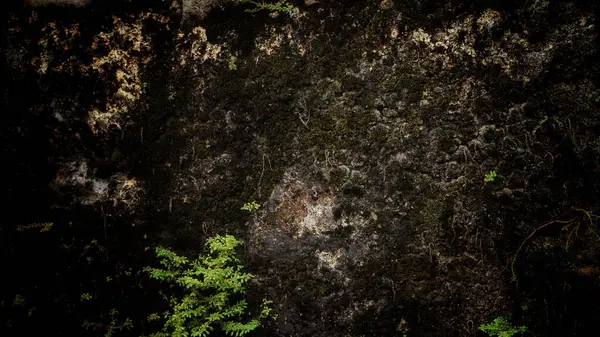 绿苔石覆盖着青苔和植物的石材表面的特写 — 图库照片