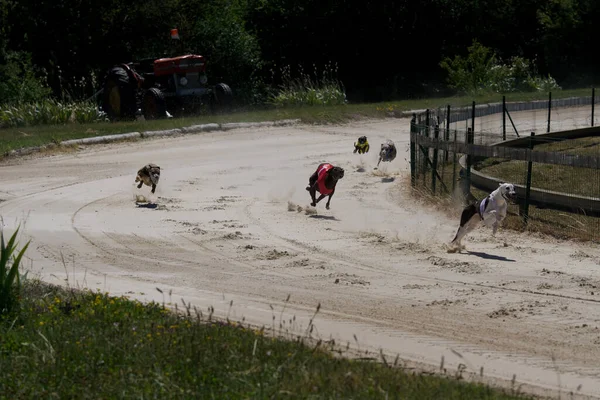 Foto Greyhounds Racing Och Verkar Sväva Ovanför Banan Chatillon Palud — Stockfoto