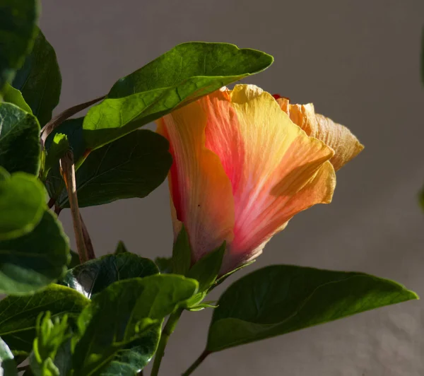 Primo Piano Bellissimo Fiore Ibisco Che Cresce Nel Giardino — Foto Stock