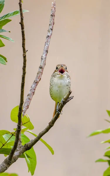 Een Verticaal Schot Van Een Tijger Gillen Tak Van Een — Stockfoto