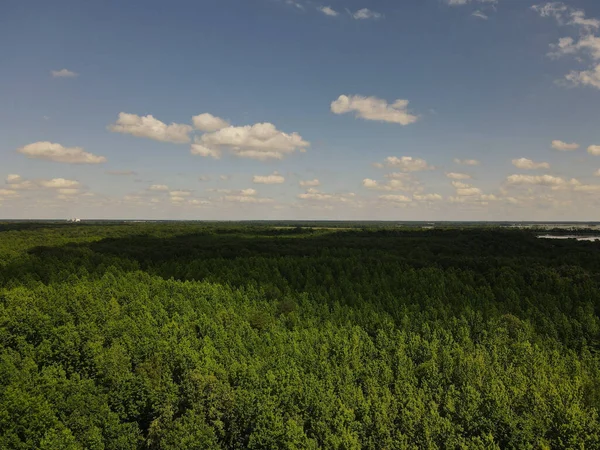 Вид Воздуха Пышные Зеленые Густые Сосновые Леса Озером Расстоянии — стоковое фото
