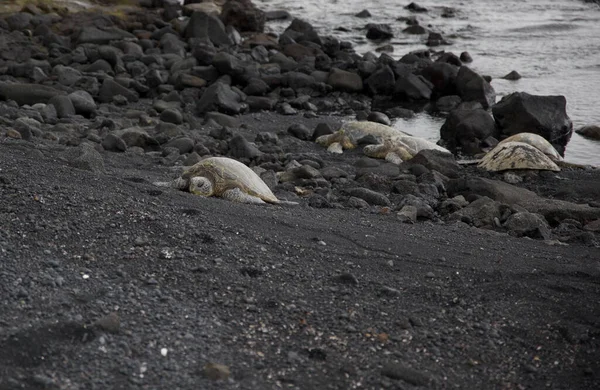 Uma Tartaruga Marinha Ridley Azeitona Morta Deitada Praia Com Rochas — Fotografia de Stock