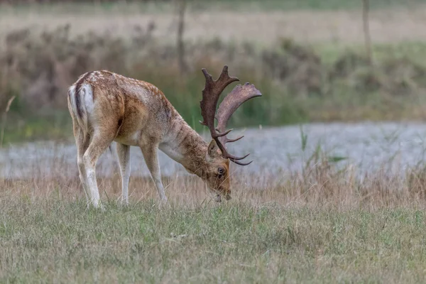 Fallow Deer Dama Dama Large Antlers Grazing Meadow — Stock Photo, Image
