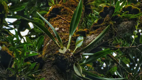 Colpo Angolo Basso Una Pianta Che Cresce Tronco Albero — Foto Stock