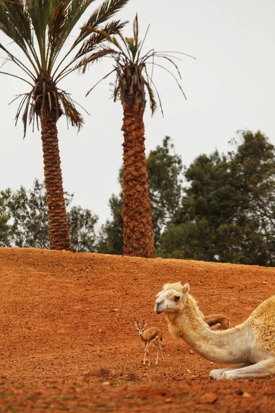 Disparo Vertical Camello Pequeño Ciervo Una Zona Desierta Con Palmeras — Foto de Stock