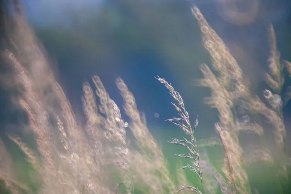 Eine Flache Fokusaufnahme Von Nadelgräsern Feld Mit Verschwommenem Himmel Hintergrund — Stockfoto