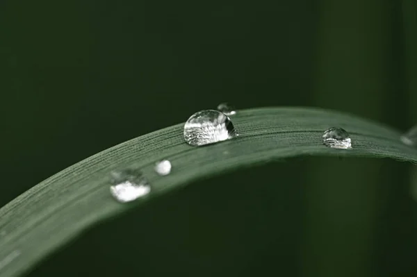 Eine Nahaufnahme Von Wassertropfen Auf Einem Grünen Pflanzenblatt — Stockfoto