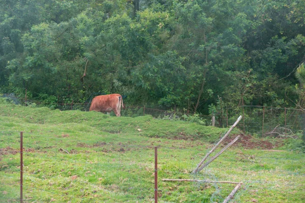 Beau Cliché Une Vache Nourrissant Dans Champ Madère Portugal — Photo