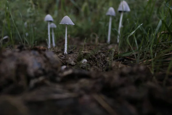 Group Mushrooms Growing Decomposing Cattle Dung Dewdrops Grass — Stock Photo, Image