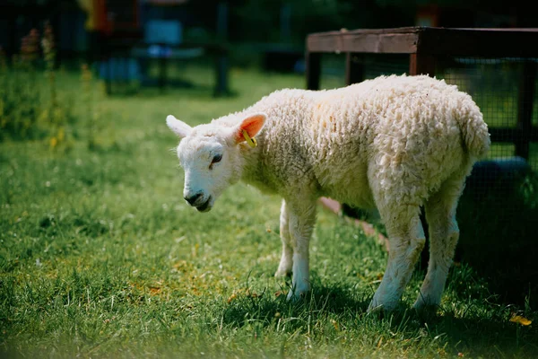 Ett Gulligt Ungt Får Som Står Gräset Solig Dag — Stockfoto