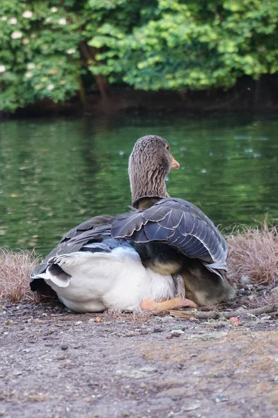 Tiro Vertical Pato Hembra Con Patitos Bajo Sus Alas Parque —  Fotos de Stock