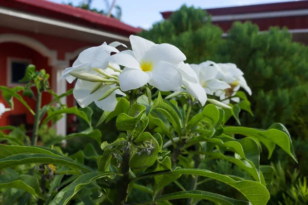 Een Closeup Van Plumeria Pudica Bloemen Een Tuin Een Zonnige — Stockfoto