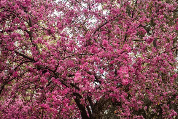 Uma Bela Árvore Cheia Flores Cor Rosa Parque — Fotografia de Stock