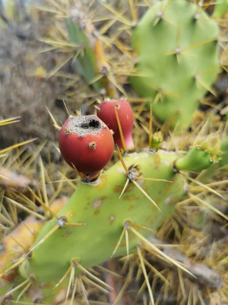 Vertical Closeup Spiny Pest Pear Opuntia Dillenii Cactus Red Fruit — Stock Photo, Image