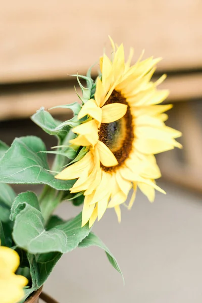 Eine Vertikale Nahaufnahme Einer Sonnenblume Auf Verschwommenem Hintergrund — Stockfoto