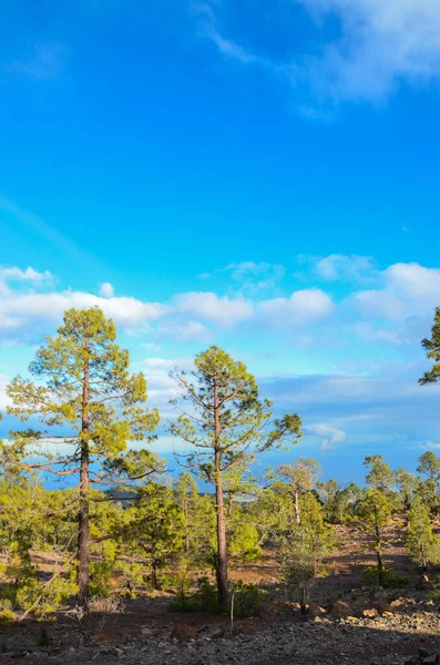 Bosque Pino Tenerife Islas Canarias España — Foto de Stock