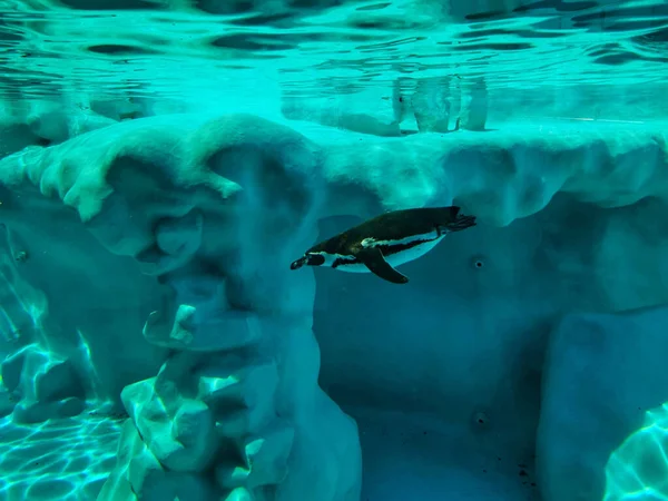 Una Vista Adorable Pingüino Nadando Frío Agua Turquesa Más Cerca — Foto de Stock