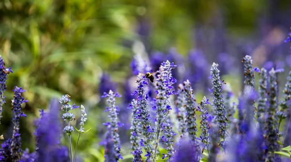 ラベンダーの花のライラックフィールド 蜂はぼやけた背景にラベンダーの花に座っています — ストック写真