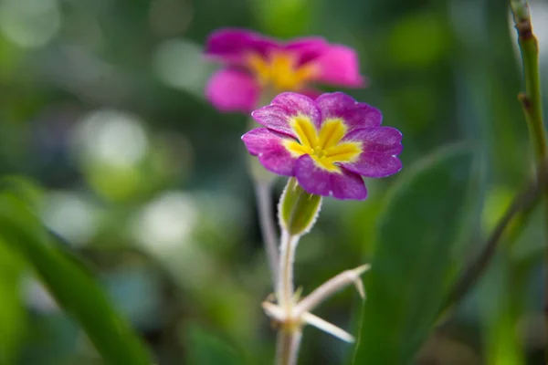 Den Lila Primula Blommor Trädgården — Stockfoto