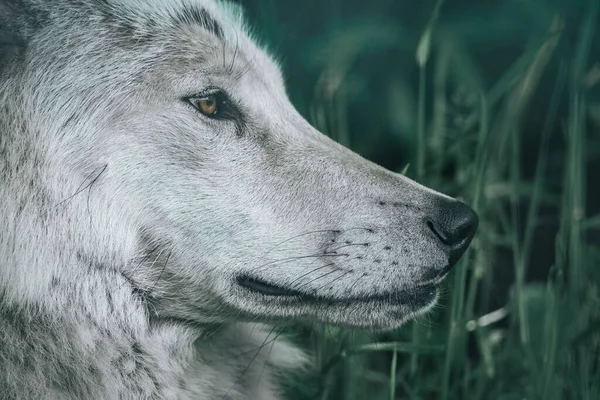 Closeup Shot Beautiful White Wolf Standing Green Forest — Stock Photo, Image