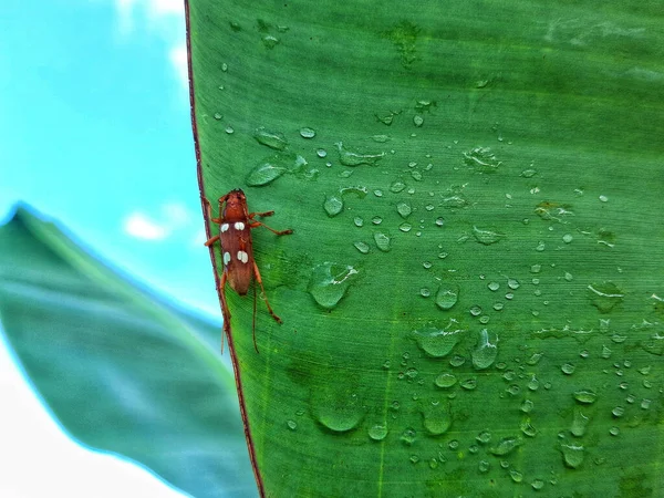 Makro Záběr Hmyzu Zeleném Listu Kapkami Vody — Stock fotografie