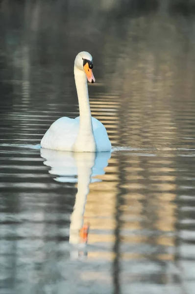 Nobre Cisne Branco Superfície Água — Fotografia de Stock