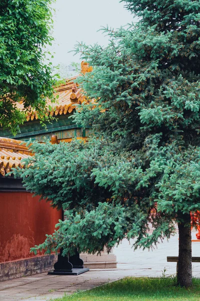 Una Hermosa Vista Gran Árbol Frente Templo — Foto de Stock