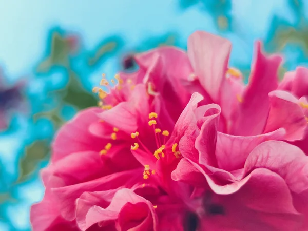 粉红芙蓉花的特写镜头 背景模糊 — 图库照片