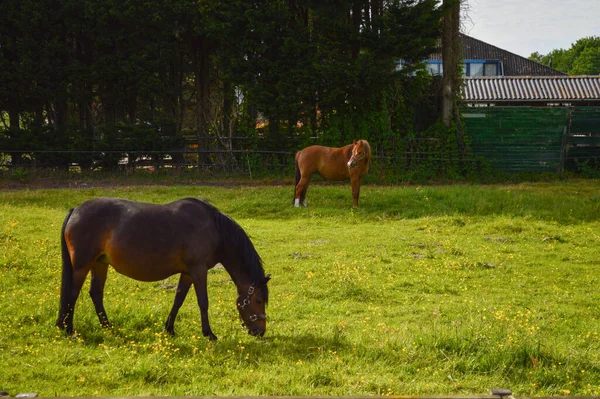 Hermoso Tiro Caballos Pastando Campo — Foto de Stock