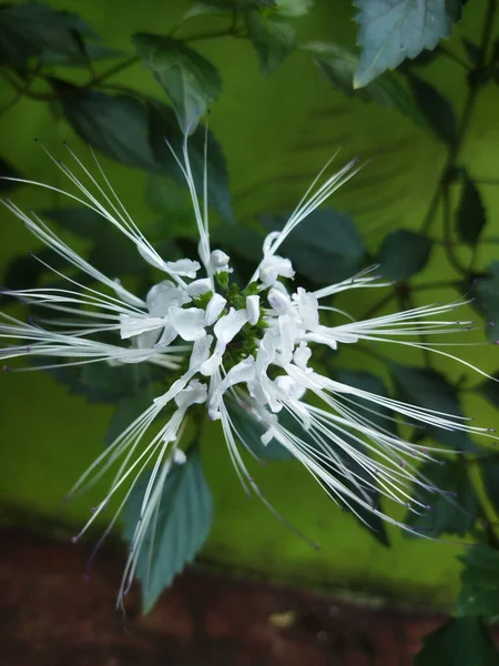 园中生长着一株直立式的直立式花冠 — 图库照片