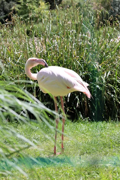 Vertical Shot Beautiful Flamingo Green Field — Stock Photo, Image