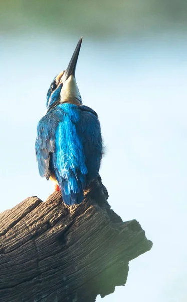 Mavi Bir Kingfisher Kuşunun Dikey Görüntüsü Sri Lanka Tahta Bir — Stok fotoğraf