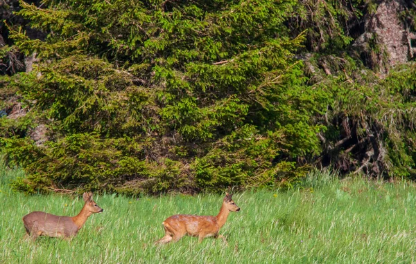 Krásný Záběr Dvou Jelenů Roe Travnatých Porostech Pemilio Nothofagus Slunečném — Stock fotografie