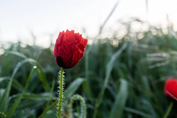 Close Van Een Eenzame Rode Papaver Een Onscherp Groen Veld — Stockfoto